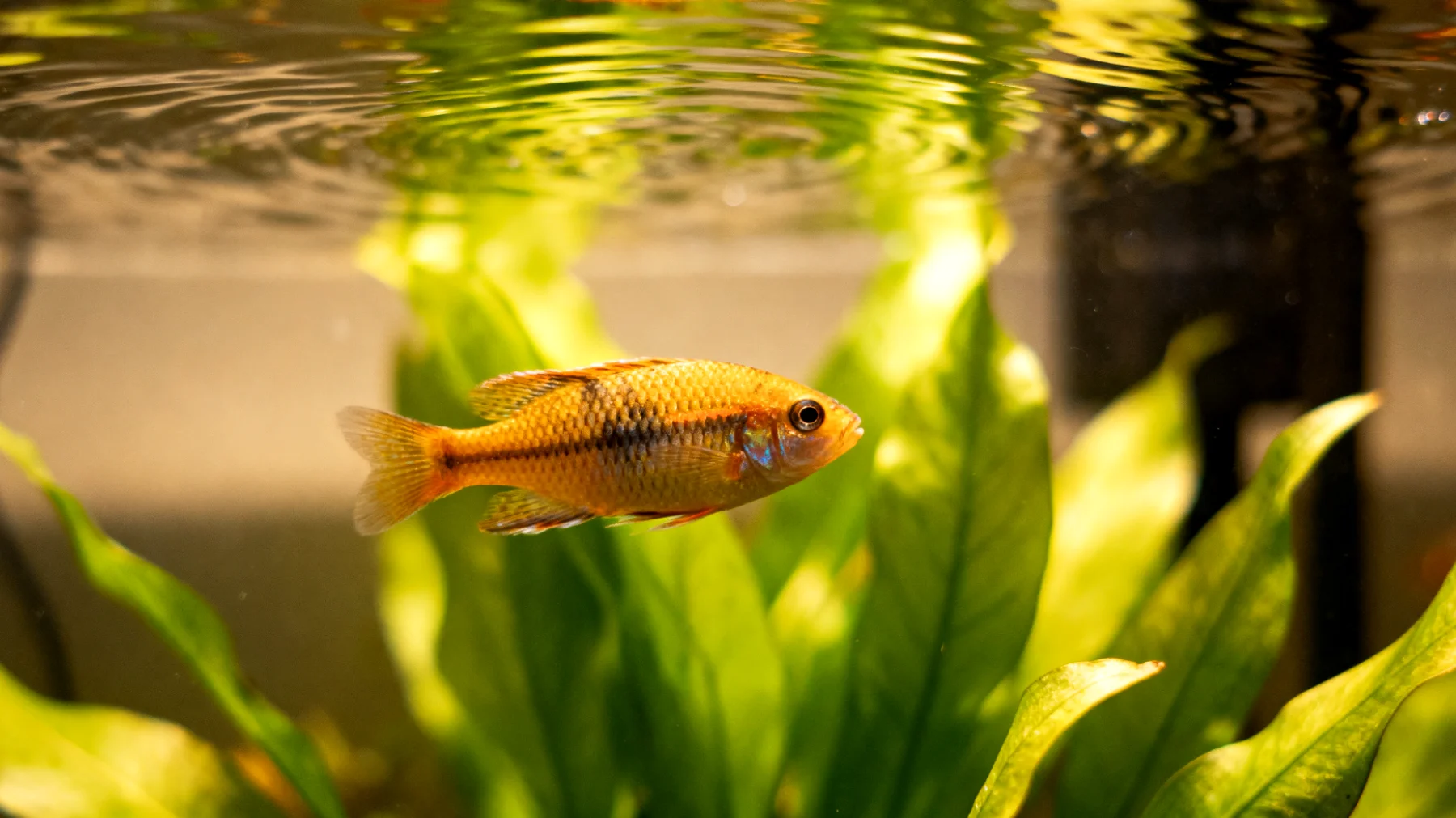 Fische benötigen nach einer Kastration keine spezielle tierärztliche Betreuung, da Zierfische in Heimaquarien nicht kastriert werden"